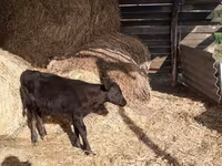 Bull, Holstein breed — photo 2