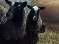 Schaf, Romanov sheep — Foto 6