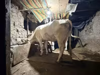 Сиыр, Ukrainian Brown Dairy Cattle — 4-сурет