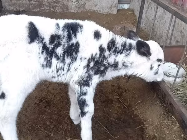 Сиыр, Голштин тұқымы — Қырғызстан
