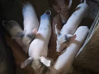 नर सूअर, सूअर — फ़ोटो 1
