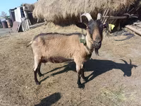 Ziegenbock, Ziegen — Foto 5