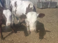 Bull, Cattle — photo 1