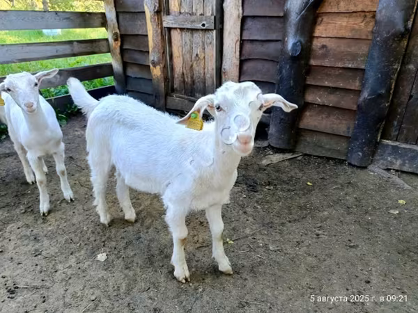 बकरा, Saanen goat