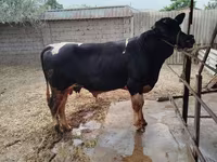 Bull, Holstein breed — photo 3