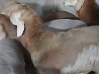Carnero, Arashan sheep — foto 1