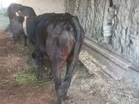 Vaca, Ganado vacuno — foto 2