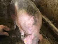 Sow, Pigs — photo 2