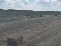 Луговая трава — Foto 2