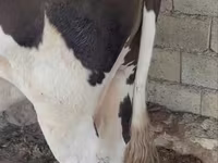 بقرة, الماشية — الصورة 2