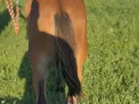 Hengst, Rocky Mountain Horse — Foto 2