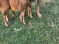 Sheep, Sheep — photo 2