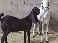 Ziege, Kamori goats — Foto 3