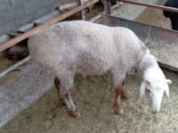 Қошқар, Hissar sheep — 3-сурет