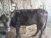 Vaca, Ganado vacuno — foto 1