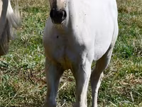 Stute, Quarter Horse — Foto 2