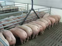 Premixuri pentru animale şi păsări / Премиксы для птиц и животных — الصورة 4