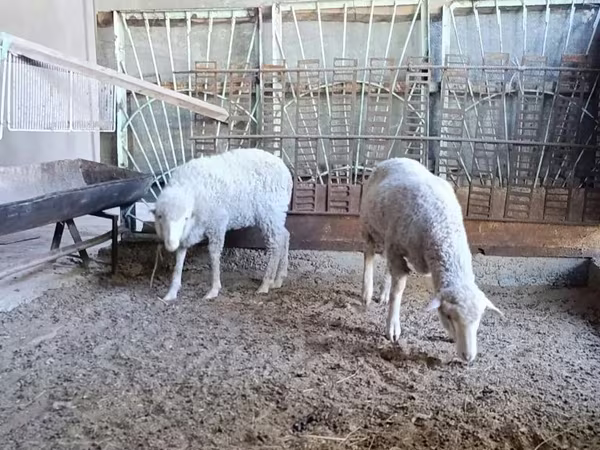 Қошқар, Baerchuke sheep