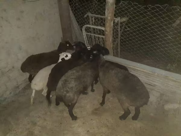 मेढ़ा, Hissar sheep — उज़्बेकिस्तान