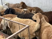 Schaf, Schafe — Foto 4