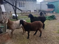 Ram, Arashan sheep — photo 5