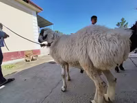 Ram, Sheep — photo 4