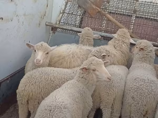 Қой, Merino sheep