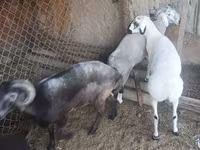 Ram, Sheep — photo 2