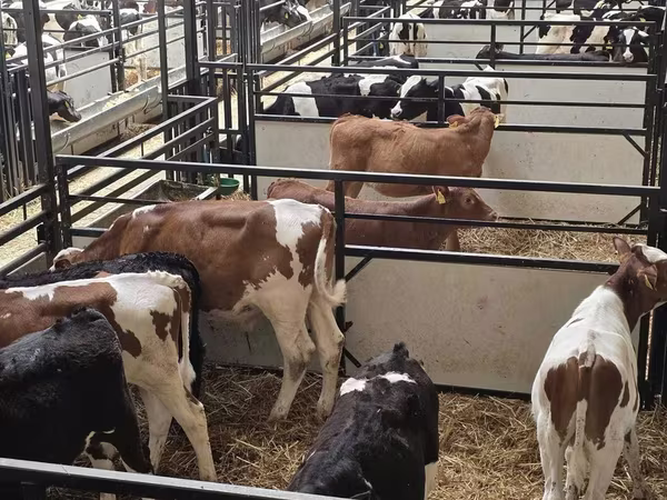 Bull, Cattle