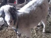 Goat, Goats — photo 1