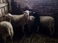 كبش, Katum sheep — الصورة 2