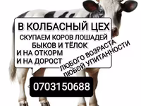 Бұқа, Ірі қара — 2-сурет