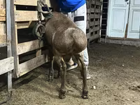 Carnero, Arashan sheep — foto 2