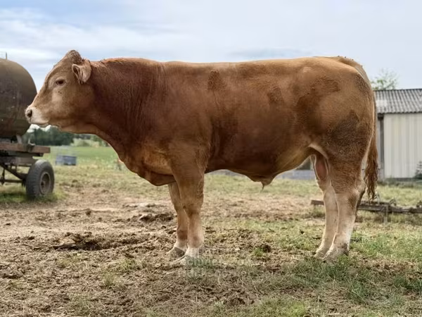Bull, Limousin cow