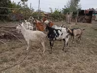 Ziegenbock, Nubian Goat — Foto 4