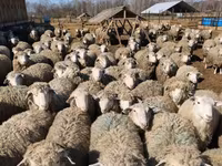 公羊, Kuibyshev sheep — 照片 4