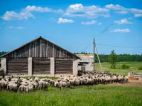 Widder, Romanov sheep — Foto 1
