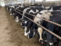Сиыр, Yaroslavl cattle — 1-сурет