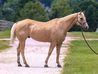 Hengst, Quarter Horse — Foto 3