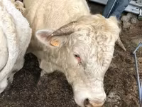 Vaca, Aubrac cattle — foto 3