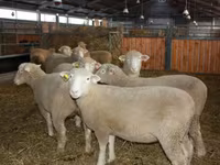 मेढ़ा, Dorset horn sheep — फ़ोटो 2