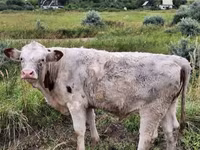 Vaca, Ganado vacuno — foto 4