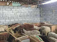 Sheep, Sheep — photo 4
