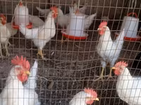 Leghorn — Foto 3