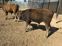 सांड, अलाताऊ नस्ल — फ़ोटो 6