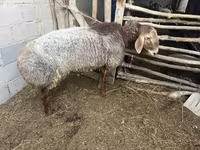 Oveja, Ovejas — foto 5