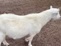 Billy Goat, Saanen goat — photo 1