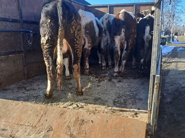 Cow, Cattle