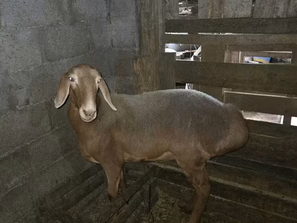 Қой, Arashan sheep