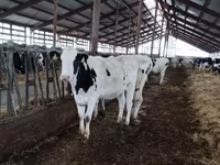 Kuh, Russian Black pied cattle — Foto 5